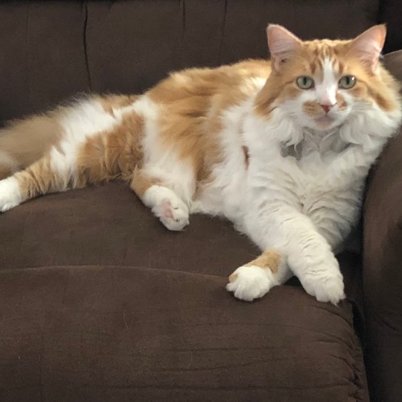 Meet your Posher, Pat - Picture 2 of 2